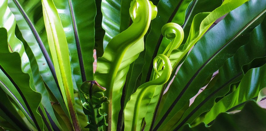 Simone talks to Krishan Coupland about video gaming, urban farming and zombie squirrels.